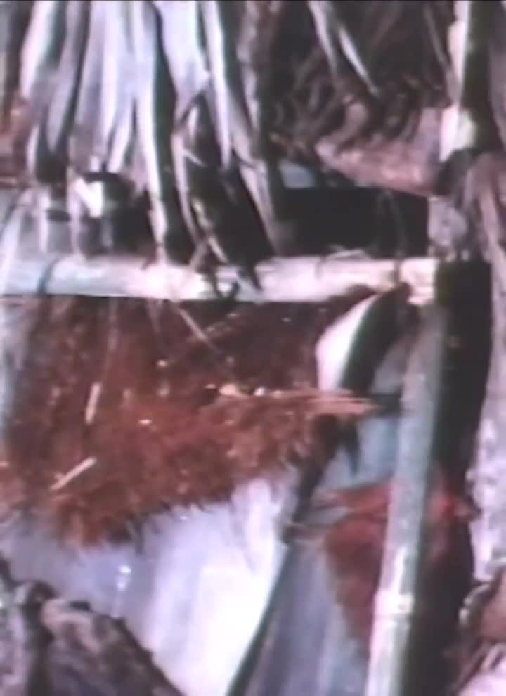 TARZAN BENYAMIN

 #videolucu #benyamin #tarzan