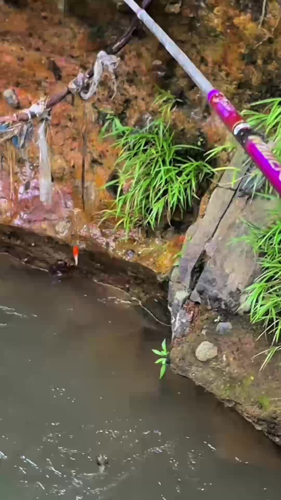 mancing ikan akai cacaing ssampai disambar ikan predator besar