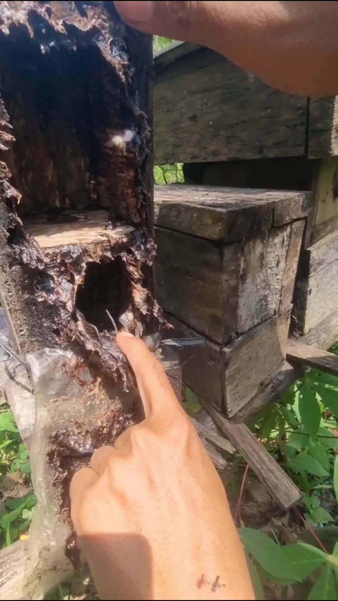 Bubidaya madu teuweul #rctiplus #fyp #viral #beranda 