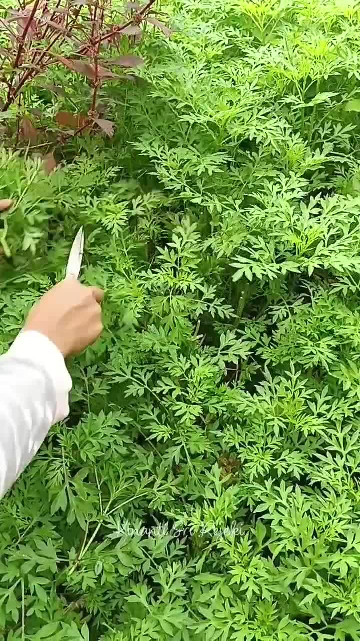 enaknya punya tanaman sayur di samping rumah, butuh sayur tinggal petik aja
sekaligus kita usahakan petik penghasilan jg dr konten ??

#HOTr