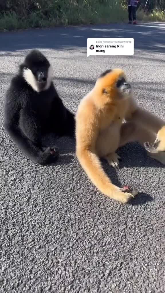 Indri sama Rini akur banget 🤣