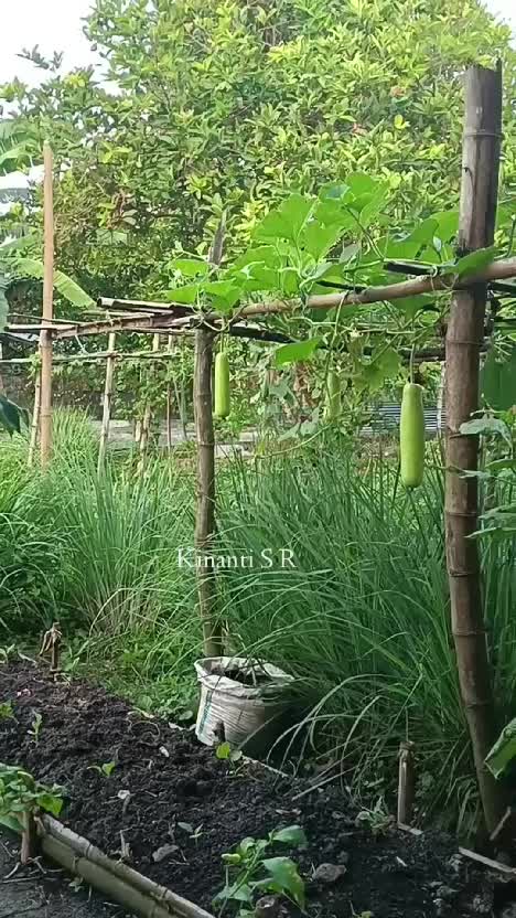 Petik labu air dan daun ubi jalar, untuk bikin sayur bening
selalu ada yg bisa dipanen setiap hari dr kebun samping rumah

#berkebun #berkeb