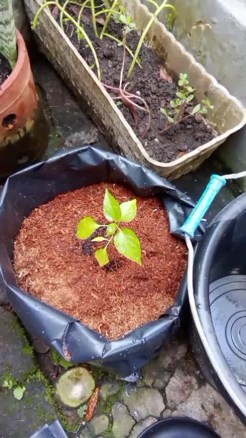 cacing tanah teman kecil kita yang sangat membantu 