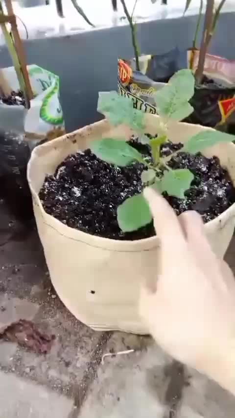 Ini alasan kamu harus pake planter bag  #kebunshaka  #planterbag  #berkebun di halaman rumah 