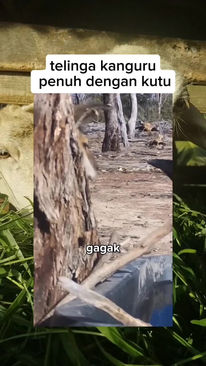 kutu kanguru  #shortplus  #Infotaiment 