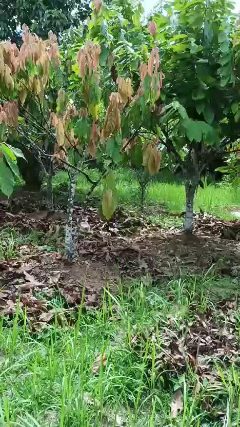 kebun kakao