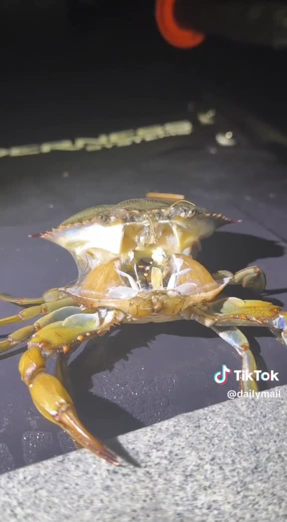 LANGKA!!! Kepiting bisa ganti baju
