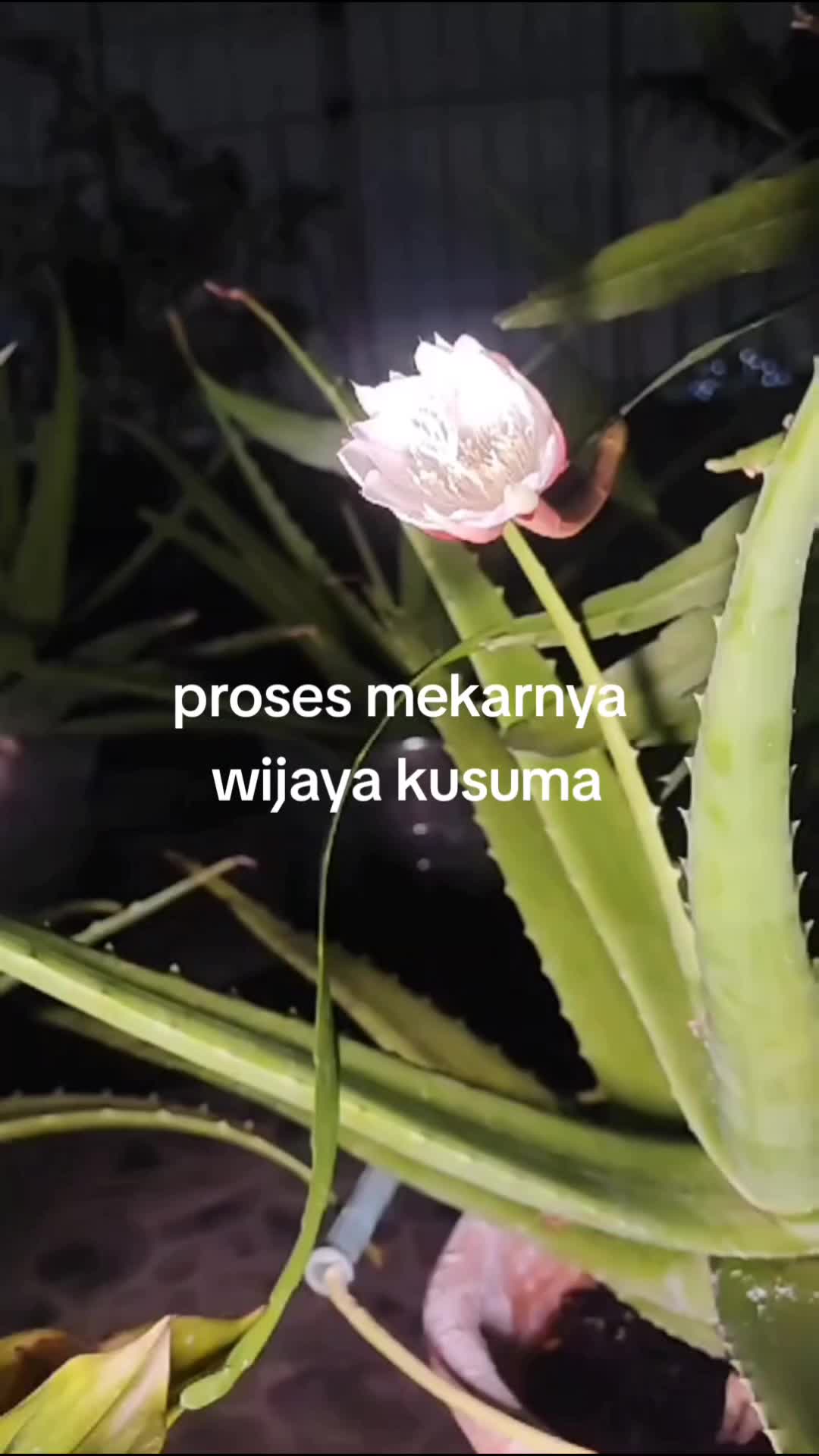 Akhirnya bisa liat mekarnya bunga wijaya kusuma,meski nunggu lama 