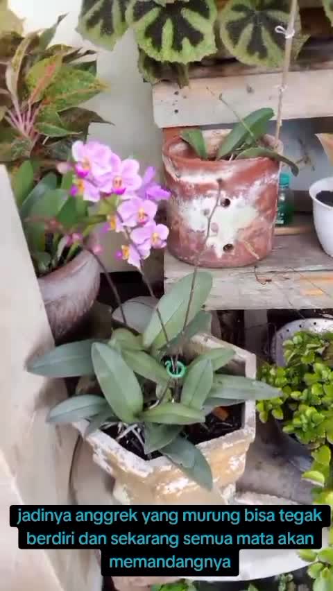 Penyanggah anggrek  #kebunshaka  #Berkebun  #anggrek 