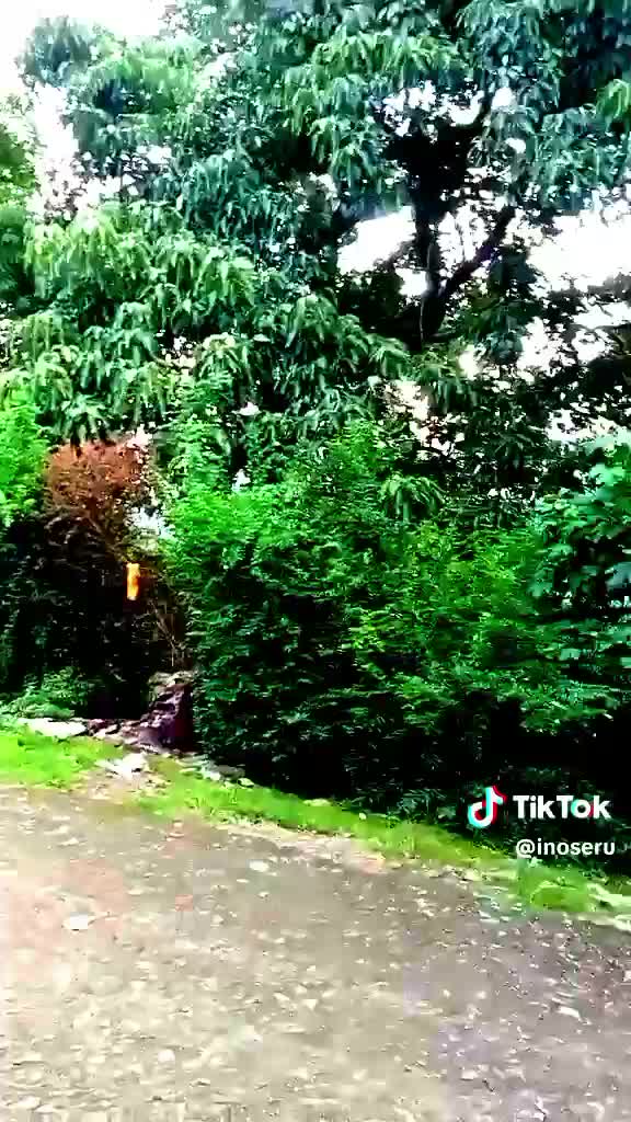 ini di kampung halaman saya kampung halaman aku Ino