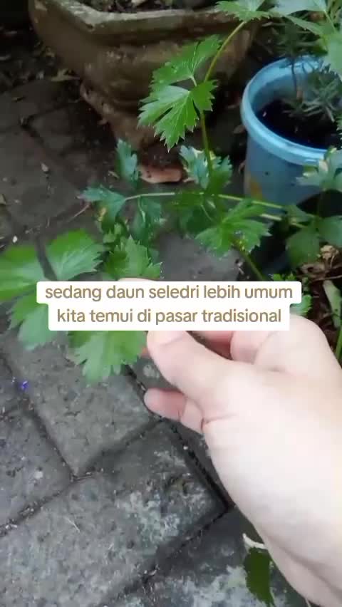 Petersely vs Seledri  #daun  #berkebun  #piterselly  #seledri 
