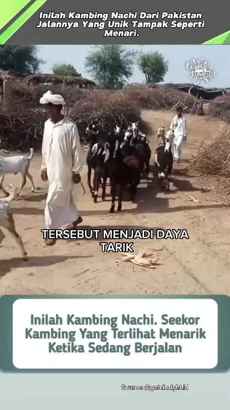 kambing nachi Yang Unik. #videounik  #videoviral  #faktaunik  #faktaviral 
