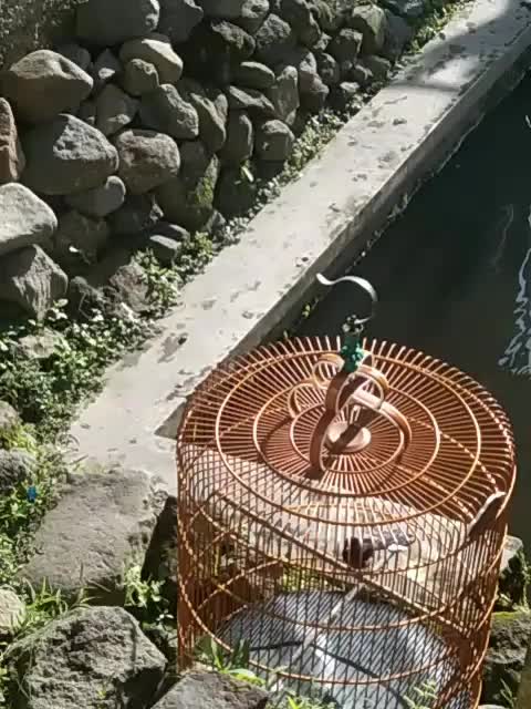 ekor panjang  #short  #HOTrctiplus  #RCTIPlus  #fyp 