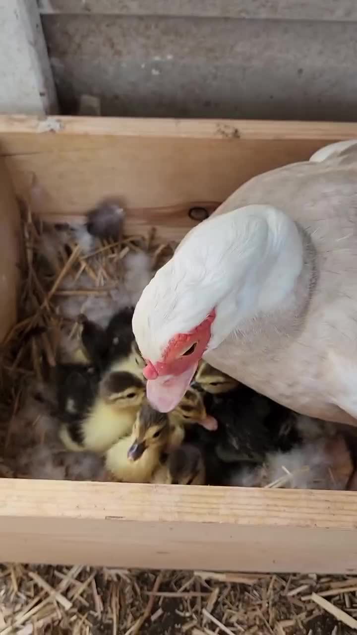 entok menetas

#HOTrctiplus #shortplus #entok
