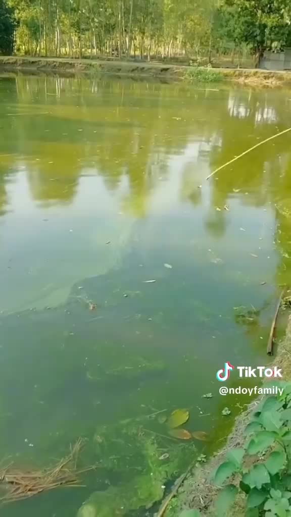 ketawa ngak ada yang larang 