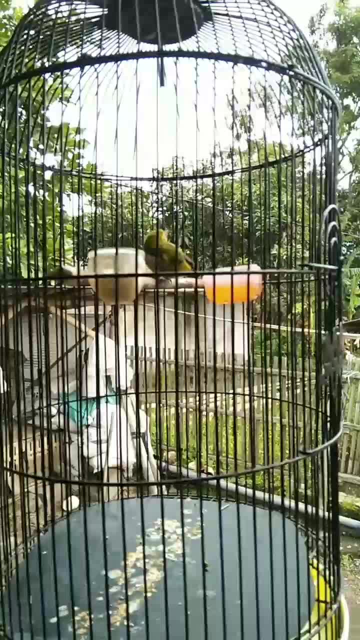 masih lincah  #short  #HOTrctiplus  #RCTIPlus  #fyp 