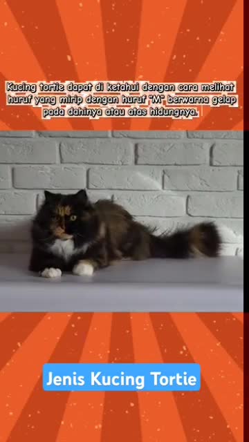 Kucing Jenis Tortie