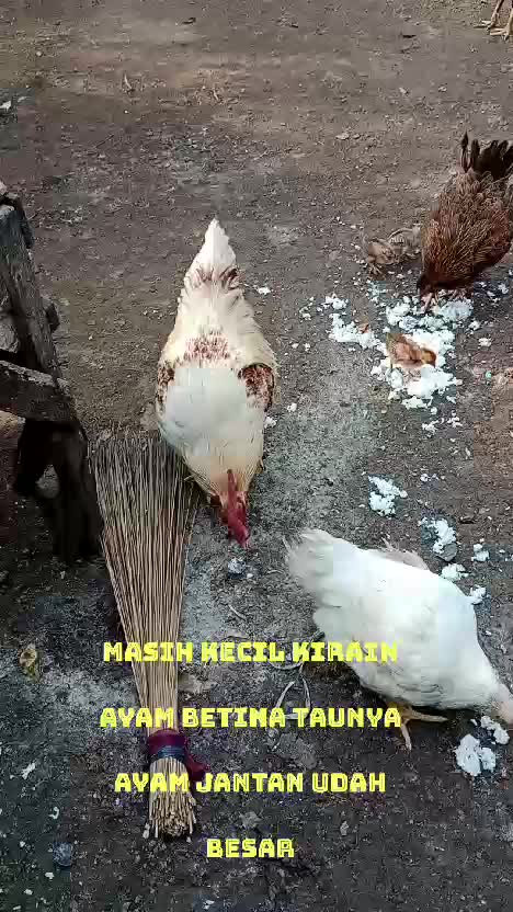 Masih kecil kirain betina taunya udah besar jadi jantan🤣🤣