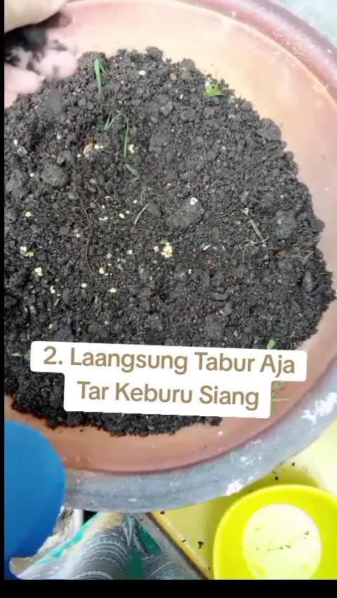 Semai benih. kamu tim yang mana  #semaibenih  #berkebun  #kebunshaka 