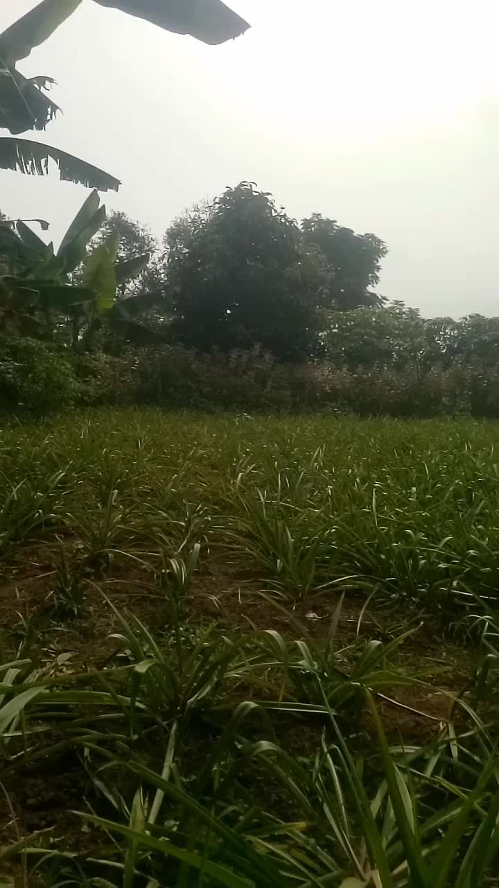 suasana keindahan kampung Cisasawi 