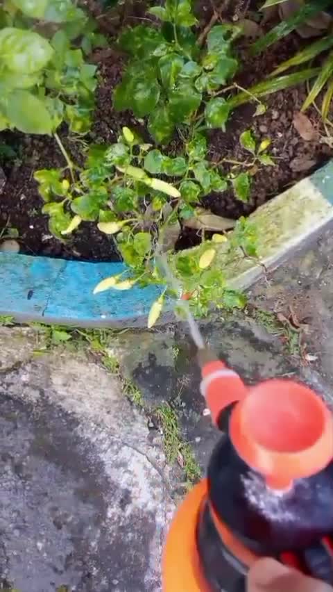 Sabtu pagi waktunya nyiram tanaman #berkebundihalaman #kebun #menanamdihalamanrumah #halaman #lovemylive #indonesia #akujatuhcinta #menyenan