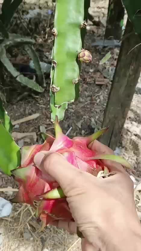 PETIK BUAH NAGA  #panen #buahnaga #viral #short #RCTIPlus #fyp #Rigelagency