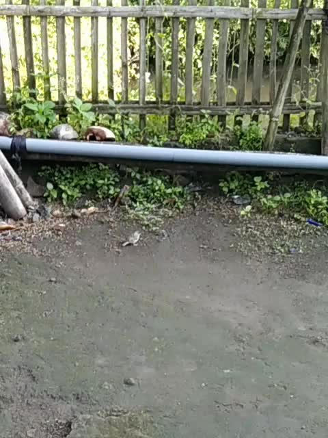 di sini banyak burung gereja  #short  #HOTrctiplus  #RCTIPlus 