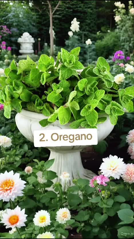 5 Tanaman yang ngak suka disiram terlalu sering #infoberkebun #tanamanyangtidaksukadisiram #berkebun #kebunshaka  