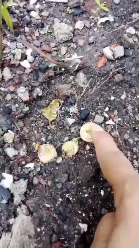 dengan cara ini aku udah ngak usah serin2 beli batang sereh #sereh #menanamsereh #tipshemat  