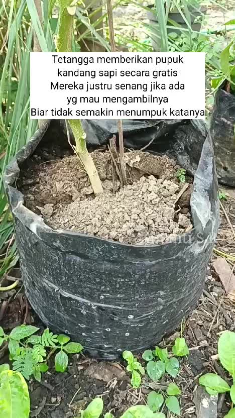 Pemupukan tanaman sayur di kebunku. Pakai pupuk kandang pemberian tetangga
#berkebun #suasanapedesaan #hidupdidesa #kehidupandidesa #pupukka