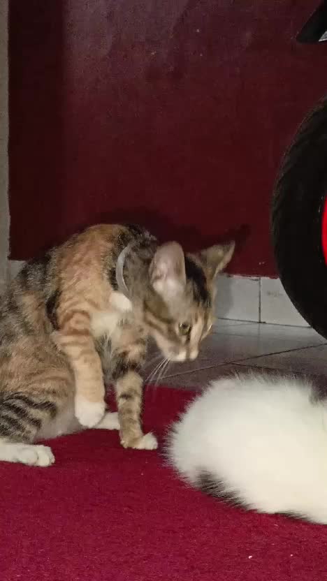 Adik dan Kaka #catlovers 