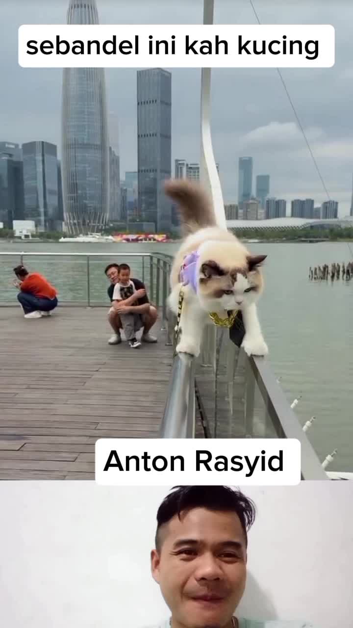 kucing yang paling nakal #Viral #fyp #kucing