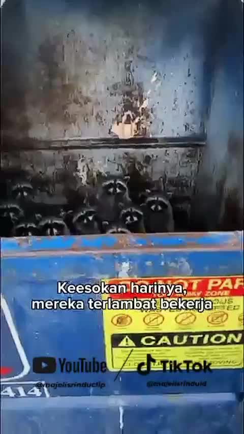Kapok setelah menolong rakun🤭❤ #animallovers #hewanviral #fyp 