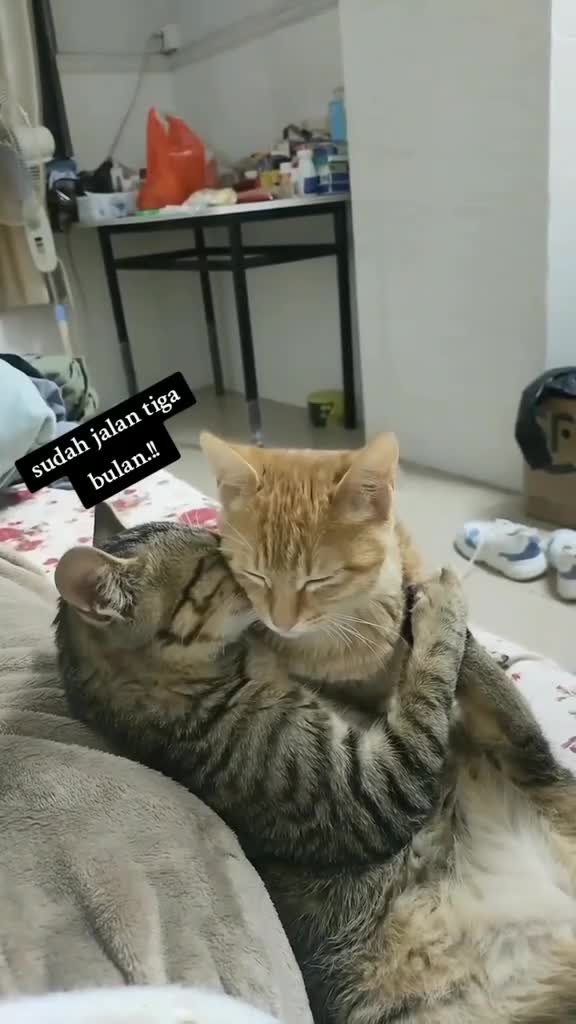  si oyen sampai bingung padahal sama sama laki -laki kok bisa😁😅
 #videolucu 
 #ngakak 
 #Viral  #vidiolucu 