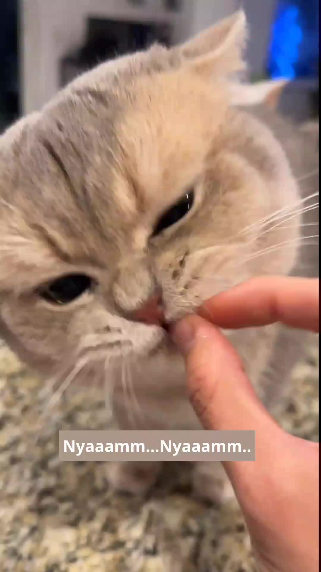 kucing manja maunya disuapin 😂
