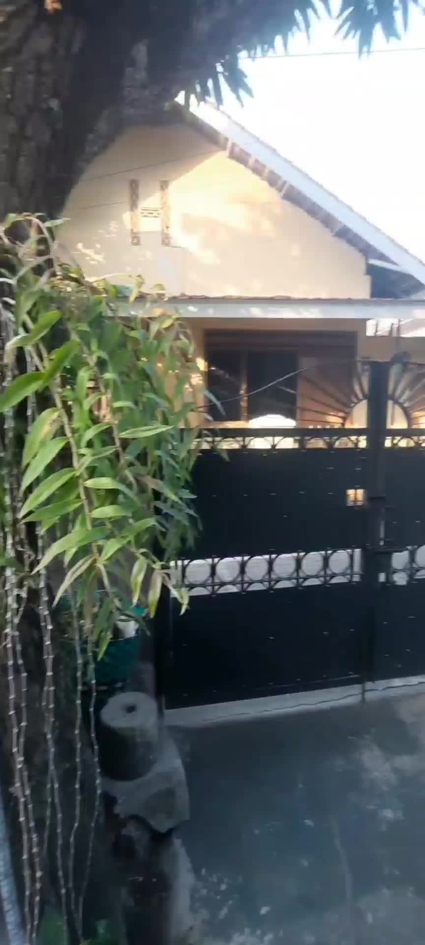 Kebun depan rumah orang tua,Hasil tanaman Abah#tanaman#kebun#indah#mudik#