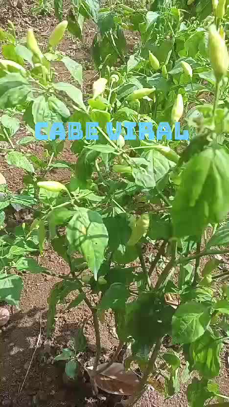 nanam cabe viral #goresanfyp #Petani Cabe 