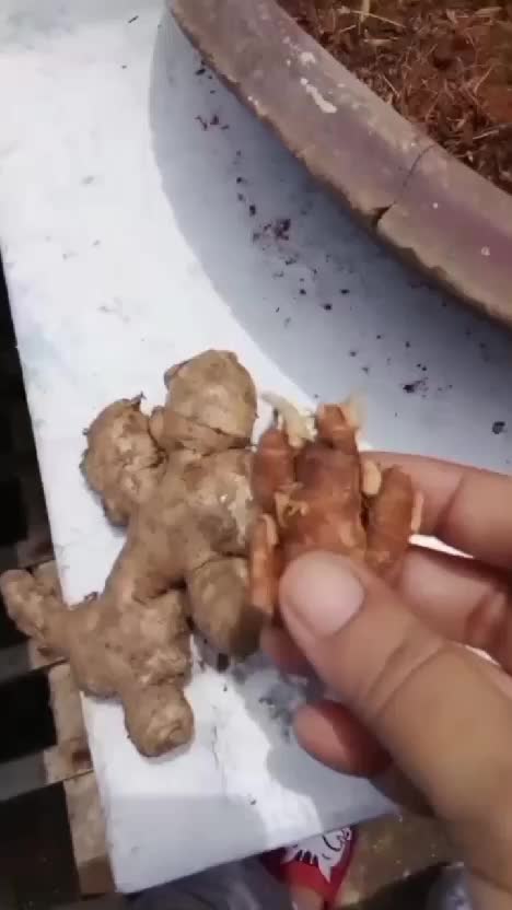 Yura yunita makan bumbu seblak  #yurayunita  #kencur  #bumbuseblak  #kebunshaka