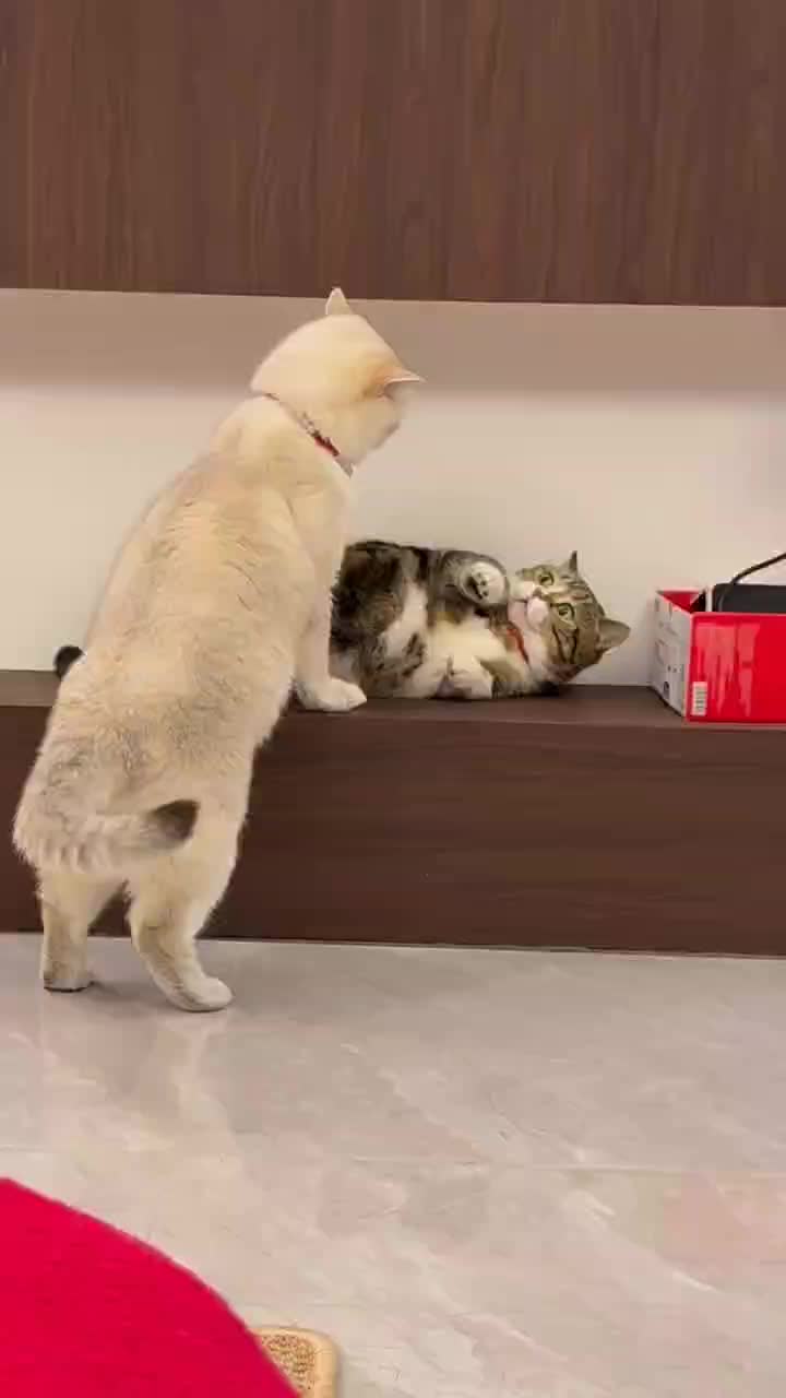 Kucing Lucu
 #Kucing  #kucinglucu 