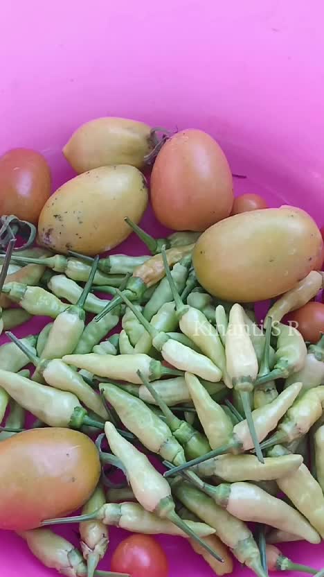 Dari hasil kebun mini samping rumah. Sudah bisa swasembada untuk dapur sendiri 🥰
#fypシ #Berkebun #berkebundirumahaja #suasanapedesaan #meman