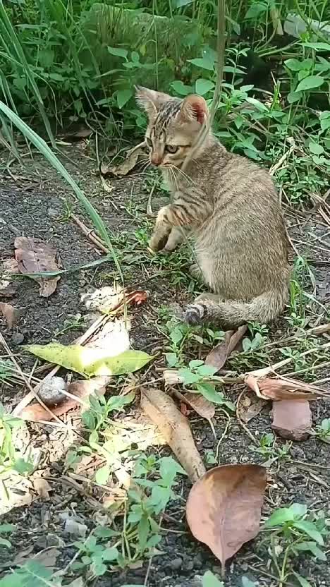 Petik cabai dan kemangi dadakan untuk bikin sambal 🤗
#petiksayuran #panensayuran #panen #berkebun #berkebundirumahaja #suasanapedesaan 