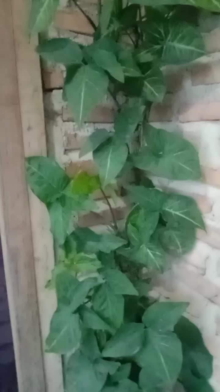 bunga termahal tahun ini
 #flowers 