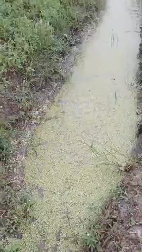 Buat solusi menghemat pakan unggas, ikan bisa pake lemna atau mata lele yang memiliki kandungan protein sekitar 25%
