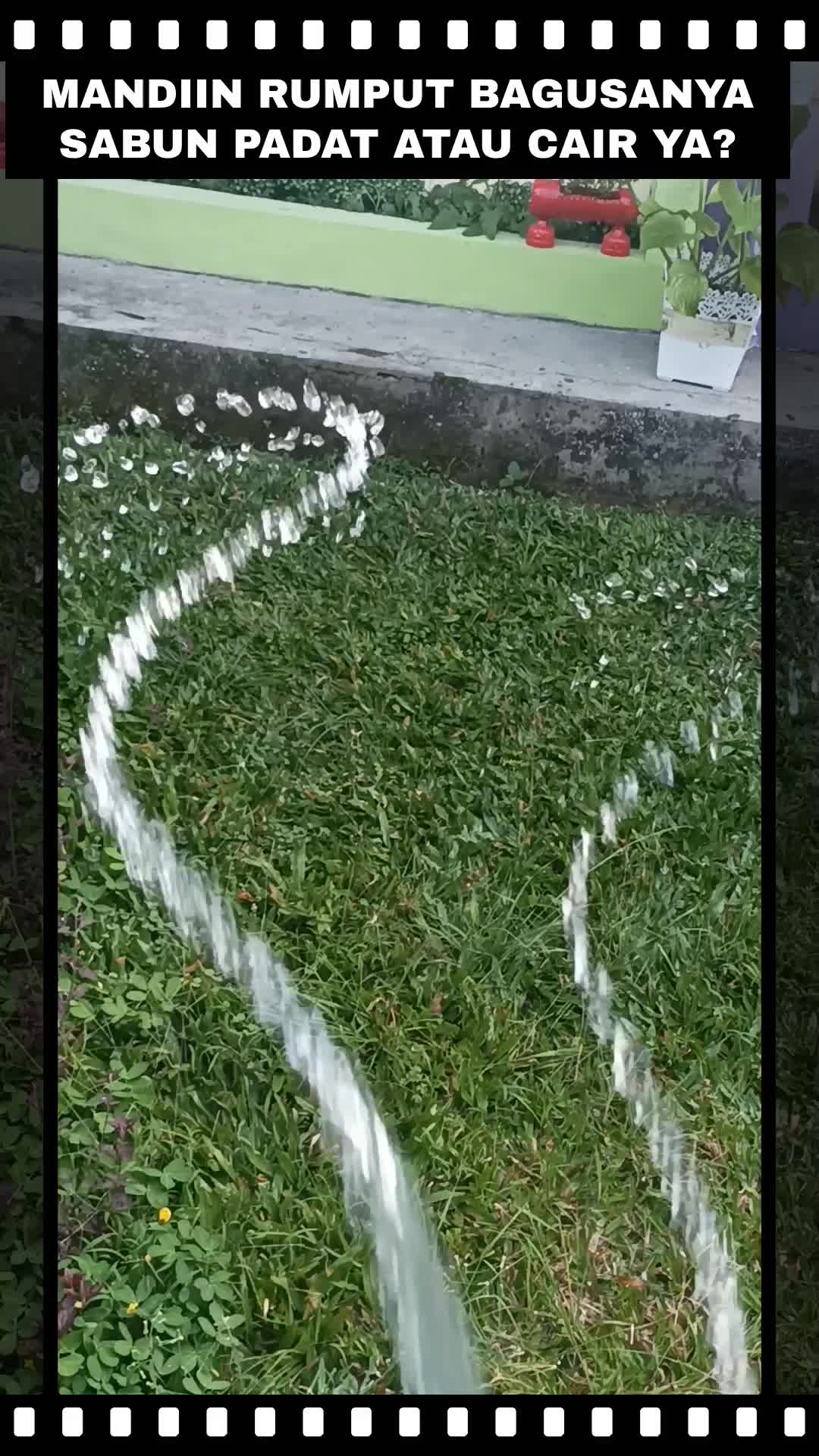 MANDIIN RUMPUT, BIAR SEHAT 