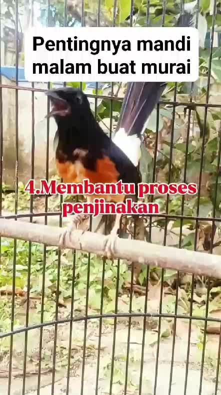 pentingnya mandi mlam buat burung murai!! 
 #RCTIPlus  #HOTrctiplus  #RCTIoke  #icrcti 
 #kicaumania  #burungkicau  #pecintaburungkicau