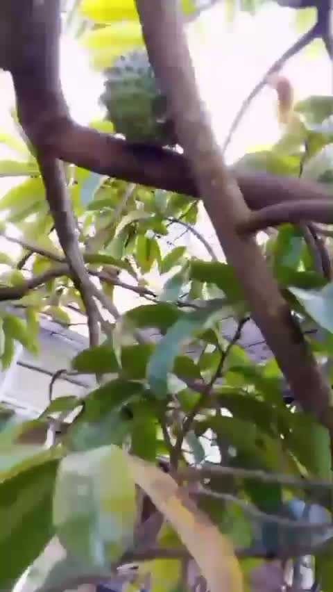 Selamat Hari Minggu Jangan Lupa Ngecek Kebun #kebunshaka #ngecekkebun #selamathariminggu 