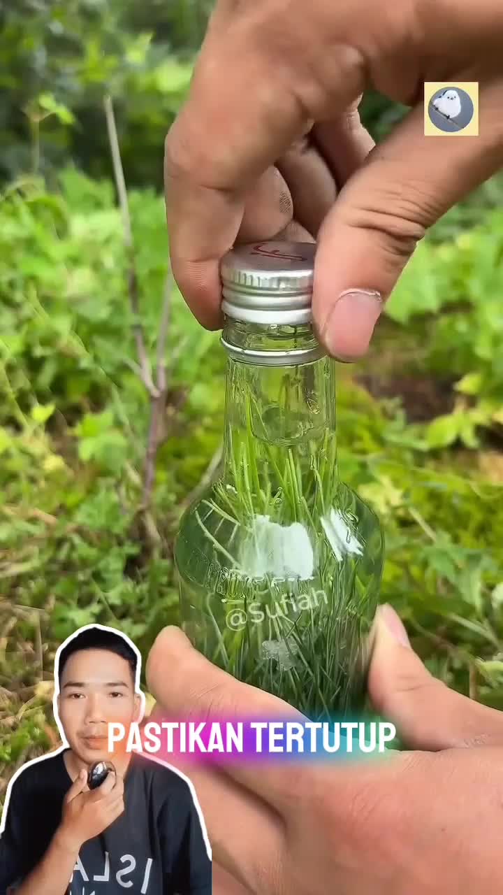 Hanya dari rendaman daun pinus.. 
Jadilah minuman berkarbonasi yang menyegarkan  #shorts  #RCTIPlus  #HOTrctiplus  #shortsindonesia 