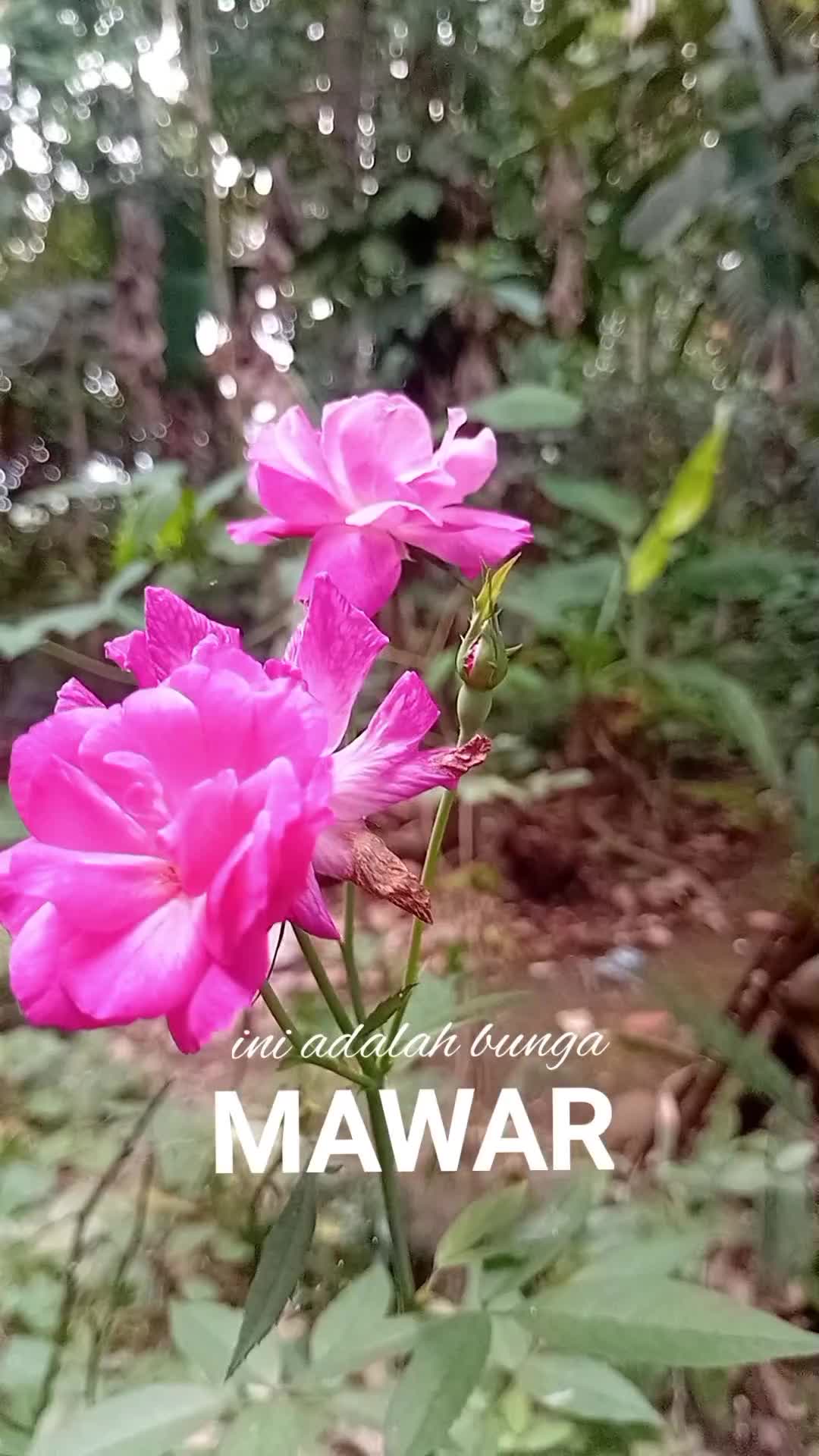 bunga mawar pujaan   #bunga di tepi kebun