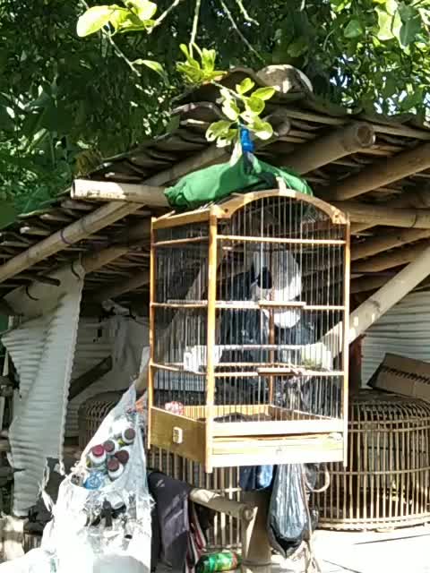 burung nya lagi di jemur  #short  #HOTrctiplus  #RCTIPlus 