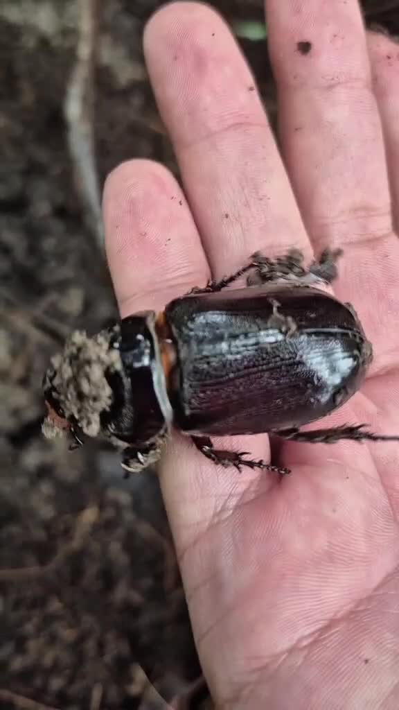 mudah sekali cari uang di Kalimantan 